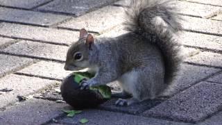 ARDILLA COME AGUACATE EN EL PARQUE.