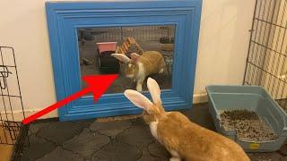 Flemish Giant Rabbits Are SMARTER Than You Think