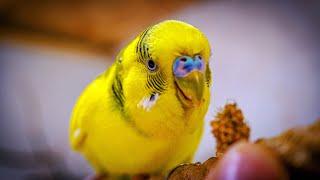 Cute Budgies eating in close up for 1 Hour