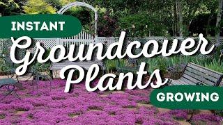 Instant Garden Makeover: Top 7 Fast-Growing Ground Covers to Transform Your Yard 