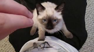 Siamese Kitten LOUDEST Purring