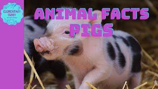 Amazing Facts About Pigs, Fun Farm Animal Facts