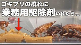 【大公開】ゴキブリ駆除業者の使用する「業務用殺虫剤」の効果を検証！