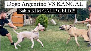 KURTÇU KANGAL VS DOGO ARGENTİNO TYSON VE AYI BOĞAN CARLOS!