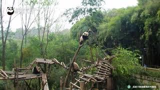 "Overweight" Panda Falls From Broken Tree Branch | iPanda