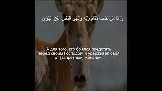 Коран Сура Ан-Назиат Полный | Чтение Корана с русским переводом | #quran #qurantranslation