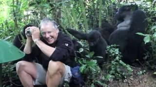 Touched by a Wild Mountain Gorilla HD (Video by aleutiandream)