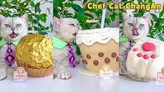 Show Off Chef Cat’s Giant Food Cooking Skills!|Cat Cooking Food|Cute And Funny Cat