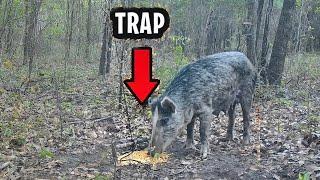 Primitive Pig Trap That WORKS... Survival