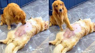 golden retriever takes care pregnant wife   moon retriever Whole World