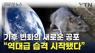 세계 곳곳서 쥐떼 '폭발적' 증가...워싱턴은 재앙적 수준 [지금이뉴스] / YTN