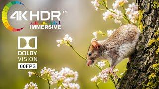 Beautiful Animals | 4K HDR Immersive 60FPS Dolby Vision