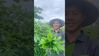 Daun Singkong #minivlog #alam #natural #youtubeshorts