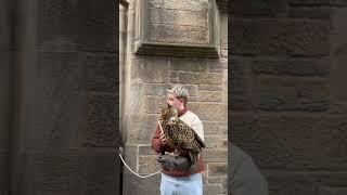 The Owl  || Scotland 󠁧󠁢󠁳󠁣󠁴󠁿