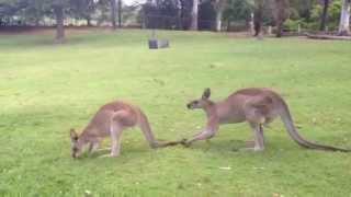 Kangaroo in love