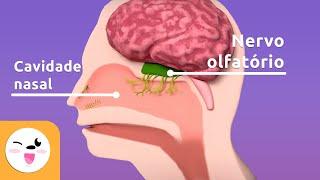 O olfato - As partes do corpo responsáveis pelo olfato - O sentido para crianças