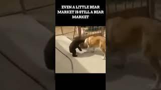 LITTLE BEAR AND DOG WRESTLE - THE BEAR MARKET! LOL!