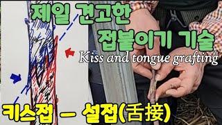 키스접:혓바닥접  가장 안전한 접목기술 Kiss and tongue grafting