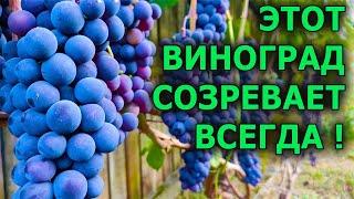 СУПЕР НАДЕЖНЫЙ СОРТ ВИНОГРАДА! ВСЕГДА ВЫЗРЕВАЕТ И ХОРОШО ЗИМУЕТ В СРЕДНЕЙ ПОЛОСЕ. ВИНОГРАД ЗИЛГА.