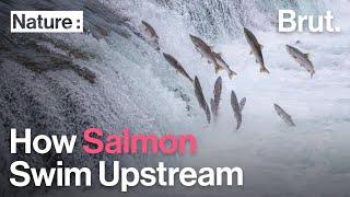 How Salmon Swim Upstream