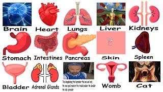 Every Human Organ Explained Using Memes