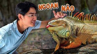 Quang BM | Mua Cả Bầy Rồng Nam Mỹ Về Nuôi | Buy A Whole Herd Of Iguanas