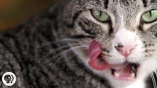 Why Does Your Cat's Tongue Feel Like Sandpaper? | Deep Look