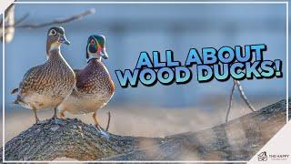 The Wood Duck Breed: Everything You Need to Know