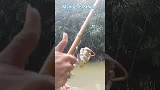 #mandor mancing   mantap  mancing tegek  setreek.  #fishing #hobbyikan #videoshorts