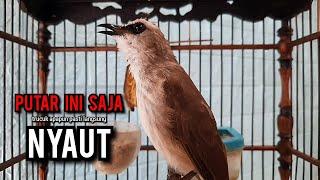 trucukan gacor TARUNG ROPEL PANJANG pancingan trucukan agar bunyi jadikan burung trucuk gacor NYAUT