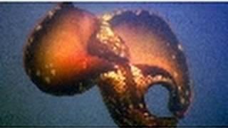 Ocean Hermaphrodite | World's Weirdest