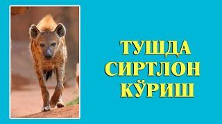 Туш табири - Тушда Сиртлон куриш