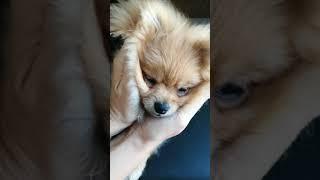 #CapCut #tiktok #fenomen #ünlüler #puppys #SpotOfRhythm #pomeranian #boo #shorts #tiktok