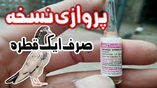 Energy Booster For Pigeon Kabootar Nuskha Kabootar ki Perwaz Badany k Liay (urdu/hindi)