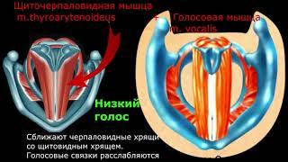 Как работают голосовые связки. Как в гортани рождается звук, низкие и высокие ноты