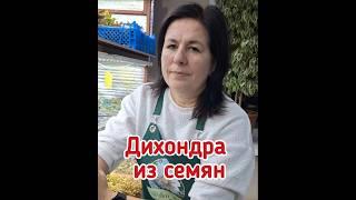 ДИХОНДРА ИЗ СЕМЯН #старыйоскол