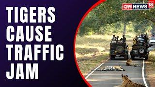 Caught on Cam | Tiger In Middle Of The Road In Chandrapur, Maharashtra | Viral Video