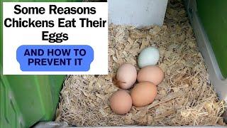 Why Chickens Eat Their Eggs and How to Prevent it!