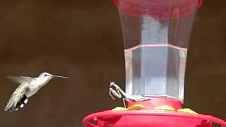 Praying mantis hunting hummingbirds, 300fps