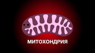 Митохондрии (Анимация)