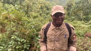 Gorilla Trekking in Uganda - What is Gorilla Habituation