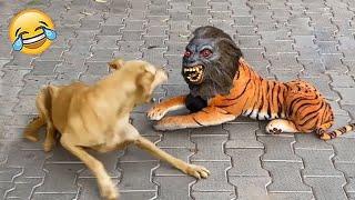 New Funny Animals  Funniest Cats and Dogs Videos 