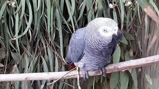 parrot sounds for your parrot : african grey parrot happy sounds