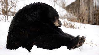 Move over groundhog, Genie the black bear signals the beginning of spring at the Ecomuseum