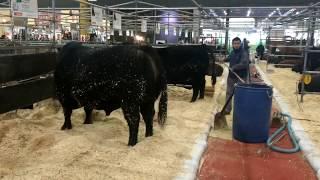 Aberdeen Angus beef breed cow bull carne bovino toro LA Rural exposicion 2017 Buenos Aires Argentina