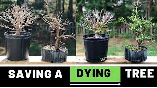 How to save a dying ficus bonsai | The Bonsai Supply