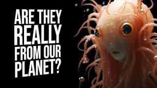 The Most Unusual Creatures In The World | The Museum of Terrestrial Life