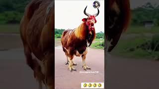 Before & After Animals Growing Up. Amazing Animal Transformation  #short #tiktok #animals