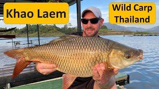 Wild Carp Fishing in Thailand @ Khao Laem National Park. ตกปลาเขาแหลม Hampala Barb, rohu carp.