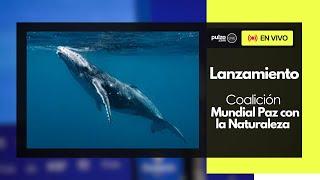 Lanzamiento de la Coalición de Paz con la Naturaleza en La COP16 desde Cali - Colombia | Pulzo